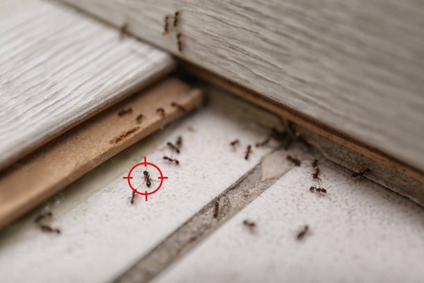 Best Wasp Removal Services  in Annetta, TX