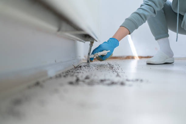 Best Rat Extermination Near Me  in Annetta, TX